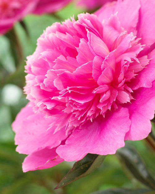 Peonies Roots Bouquet Perfect