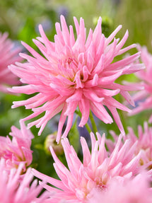 Dahlia Park Princess