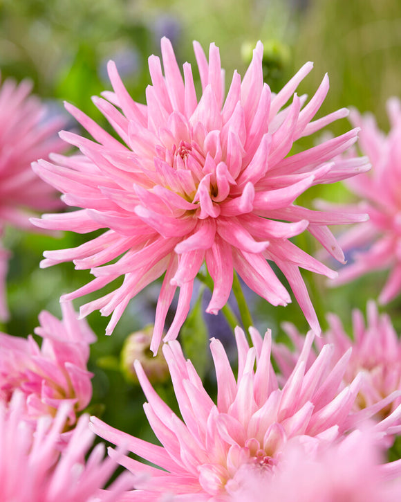 Dahlia Park Princess