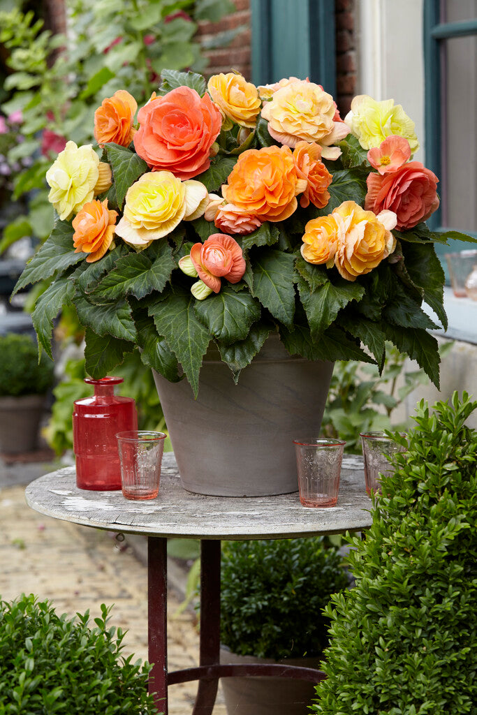 begonia mixed pot Begonia Pastel Compacta Mixed Bulbs