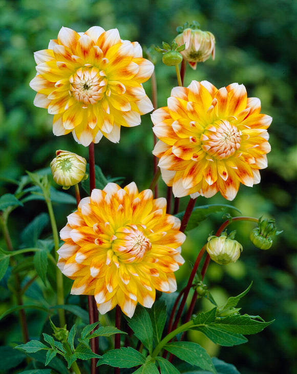 Dahlia Peaches and Cream