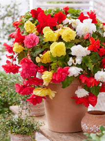 Begonia Pendula Mixed