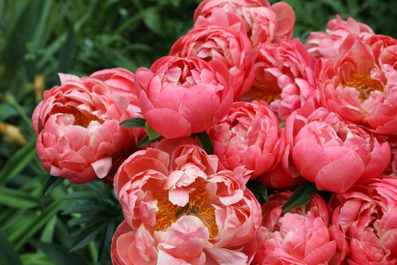 Peonies Coral Charm