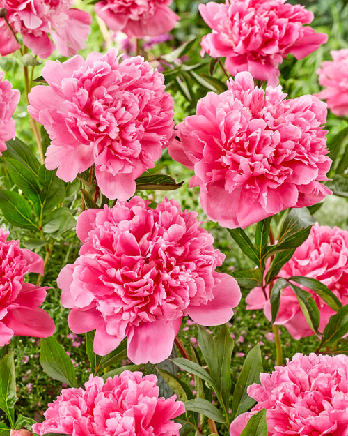 Peonies Kansas