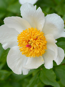 Peony Moonrise