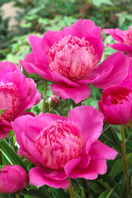 Peony Roots Bouquet Perfect