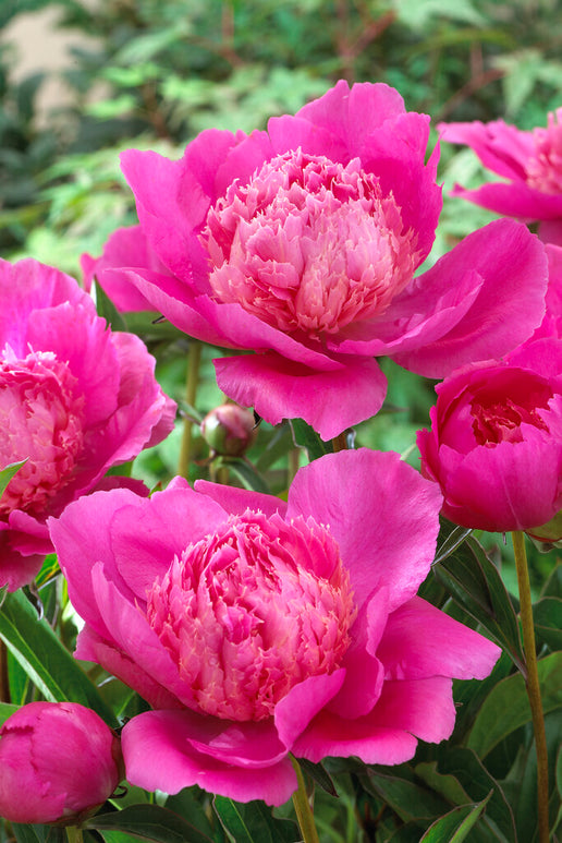 Peony Roots Bouquet Perfect