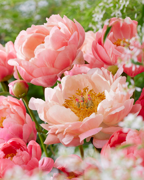 Peony Coral Charm