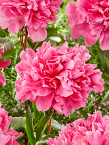 Peony Kansas