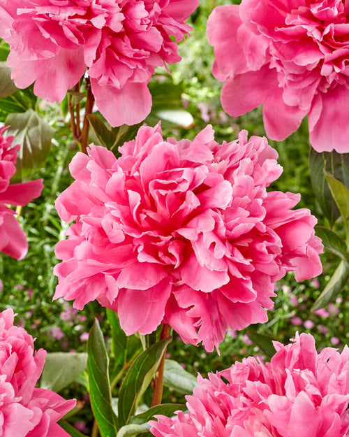 Peony Kansas