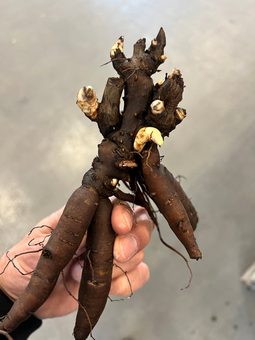 Bare Roots Peonies Kansas