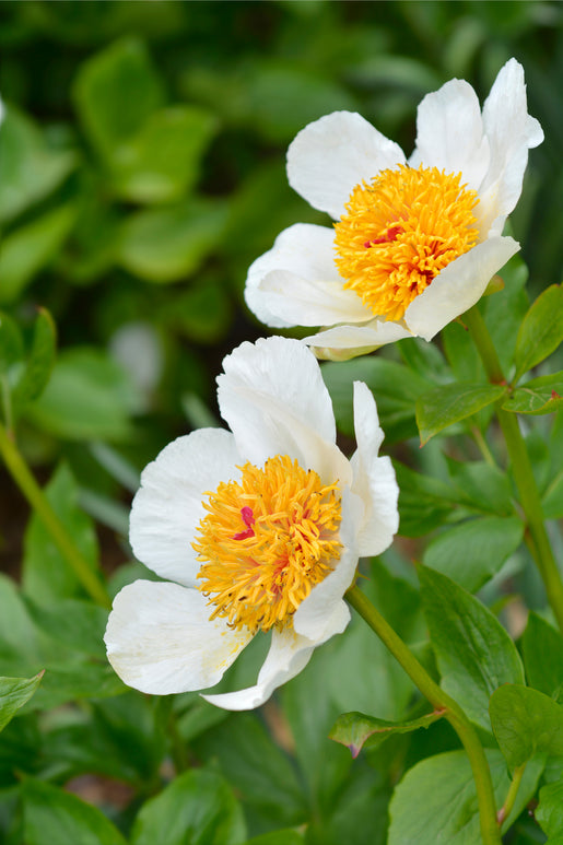 Peonies Roots - Peony Moonrise