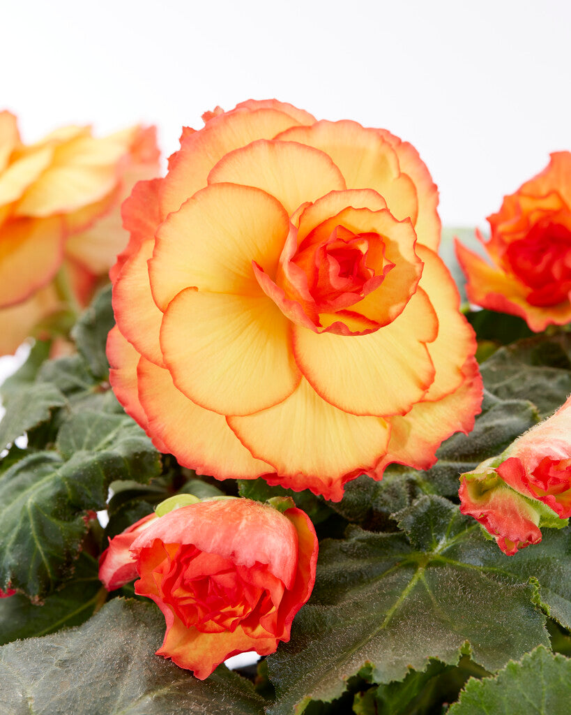 Begonia Picotee Sunburst Bulbs DutchGrown™