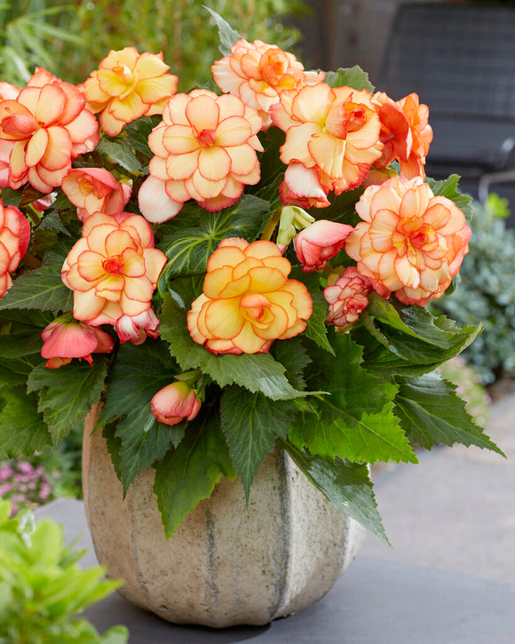 Picotee Sunburst Begonias