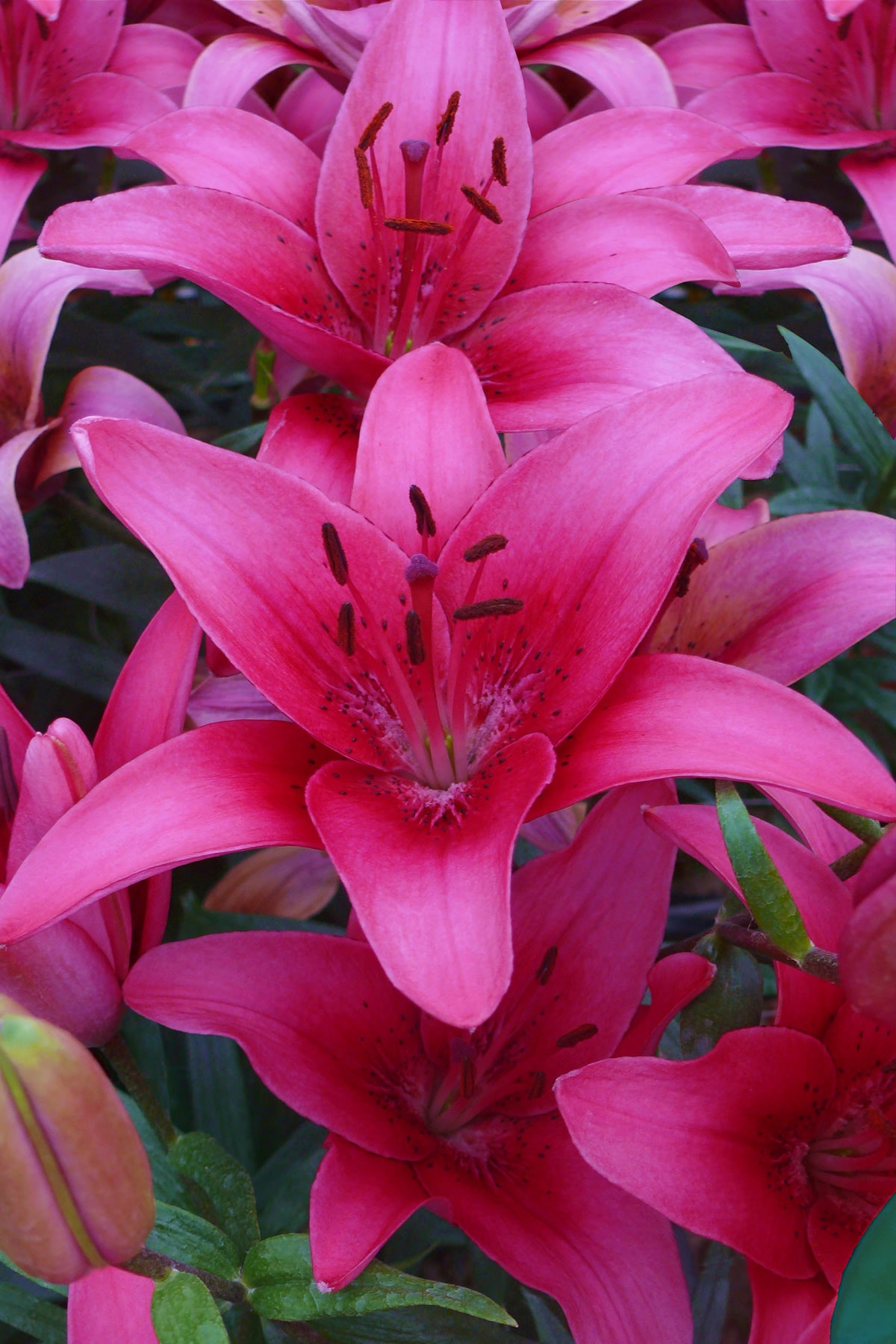 Bright Pink Lilies