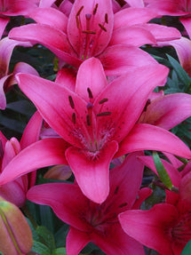 Lily Pink County