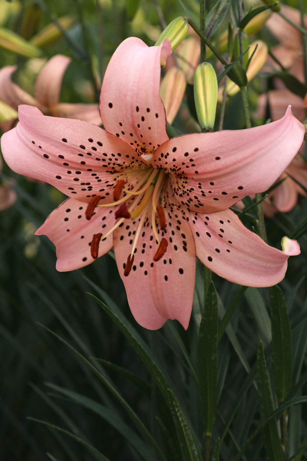 Lily Pink Giant
