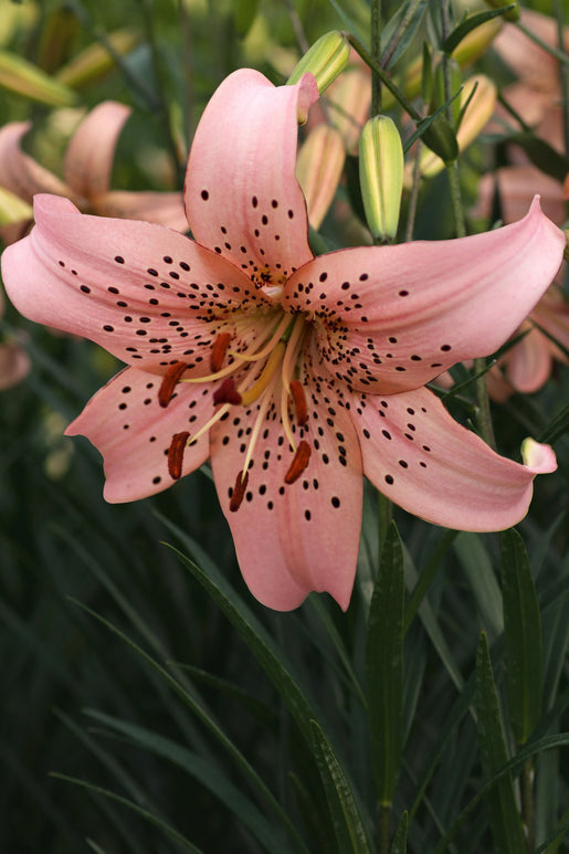 Lily Bulbs Pink Giant