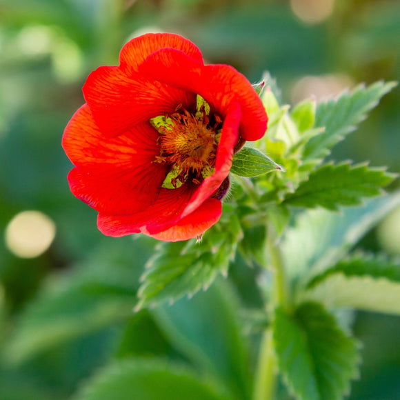 Scarlet Cinquefoil Monarch Velvet