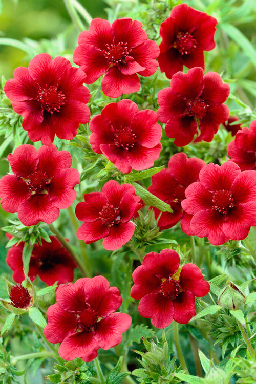 Potentilla Thurberi Monarch's Velvet (Scarlet Cinquefoil)