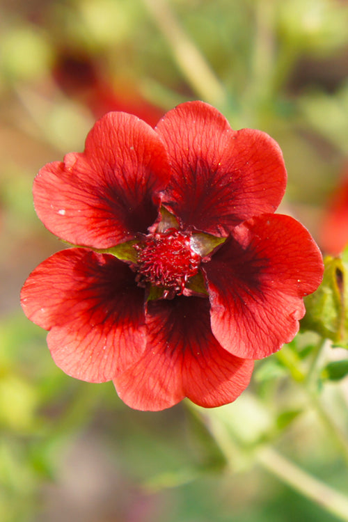 Potentilla Thurberi Monarch's Velvet