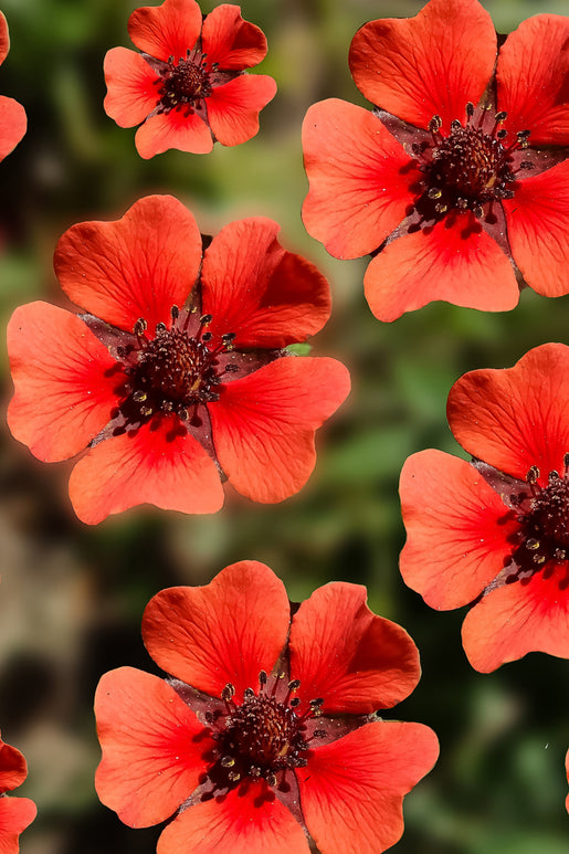  Scarlet Cinquefoil Potentilla Thurberi Monarch's Velvet