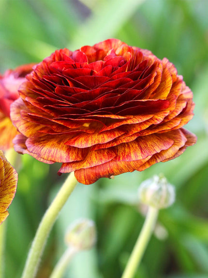 Good Night Ranunculus Ranunculus Bulbs For Sale | Buy Top-Sized Bulbs