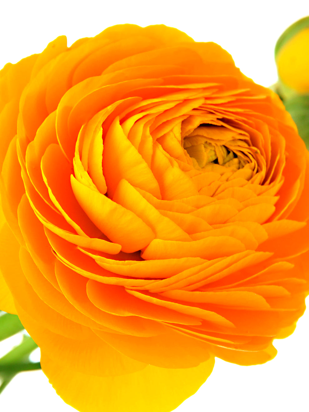 Golden Ranunculus Ranunculus Flower Bulbs Gold | DutchGrown™