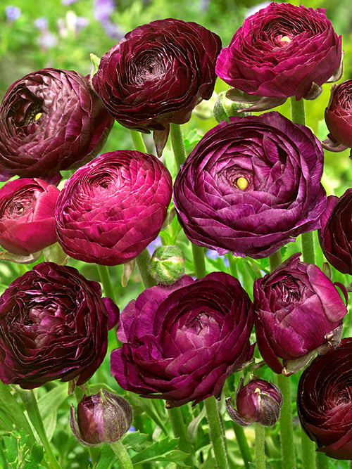 Merlot Burgundy Ranunculus Bulbs