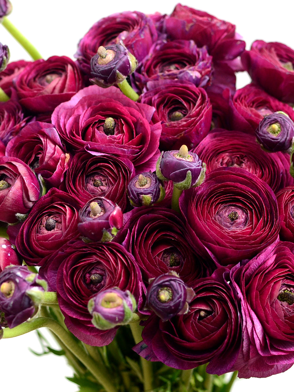 Purple Ranunculus Flowers