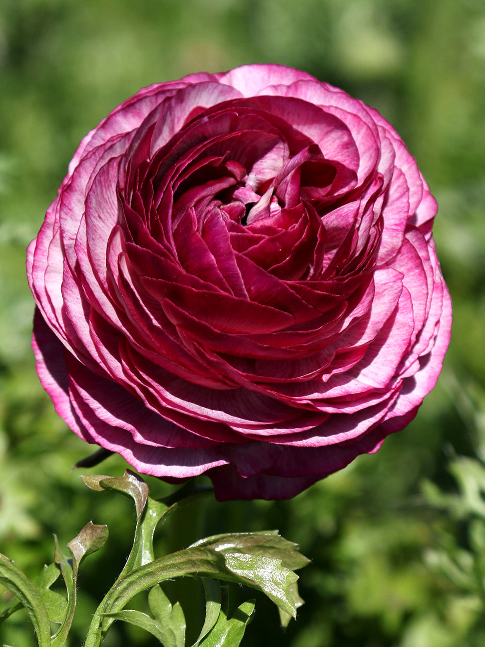 Red Ranunculus Flowers