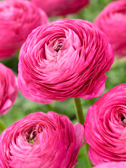 Good Night Ranunculus Ranunculus Bulbs For Sale | Buy Top-Sized Bulbs