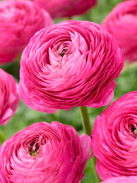 Rannunculus Rococo Champ Blush Ranunculus