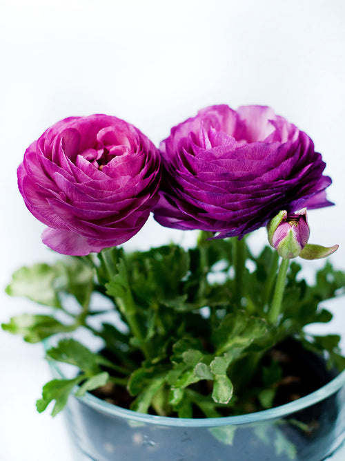 Purple Ranunculus - Ranunculus Bulbs | DutchGrown™