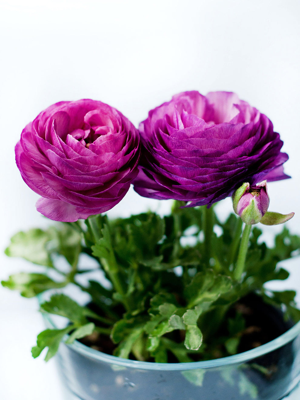 Urple Ranunculus Purple Ranunculus - Ranunculus Bulbs | DutchGrown™