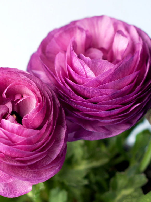 Italian Ranunculus Purple Purple Ranunculus - Ranunculus Bulbs | DutchGrown™