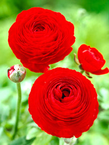 Ranunculus Red