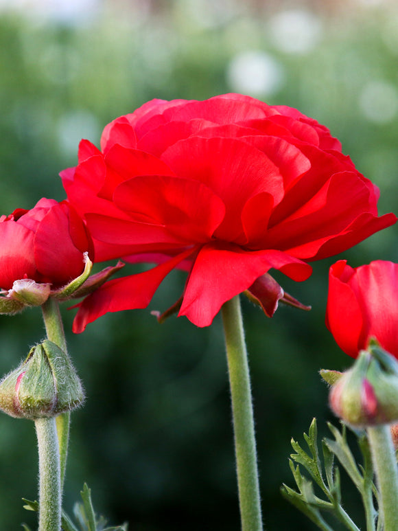 Red Ranunculus Flowers and Bulbs