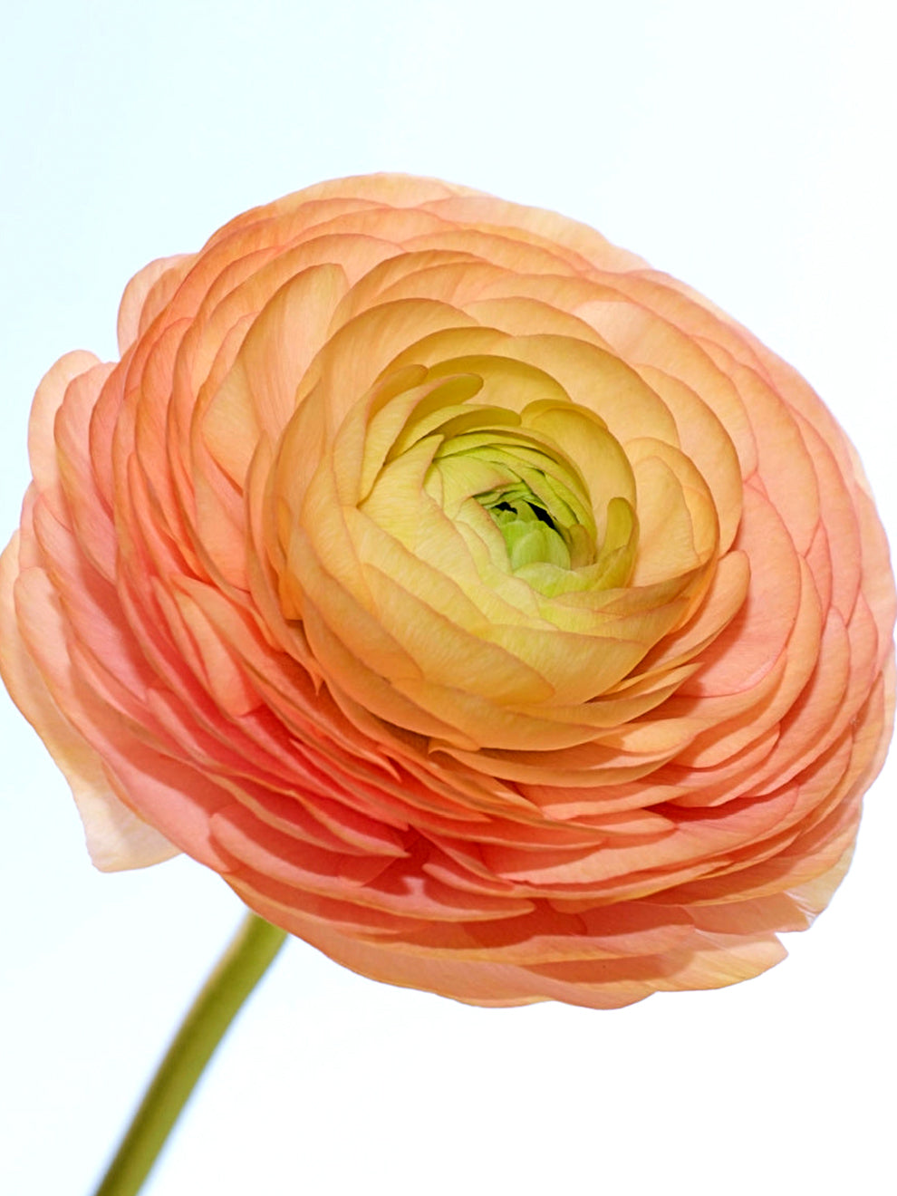 Ranunculus Bulbs Tecolote® Salmon | DutchGrown™