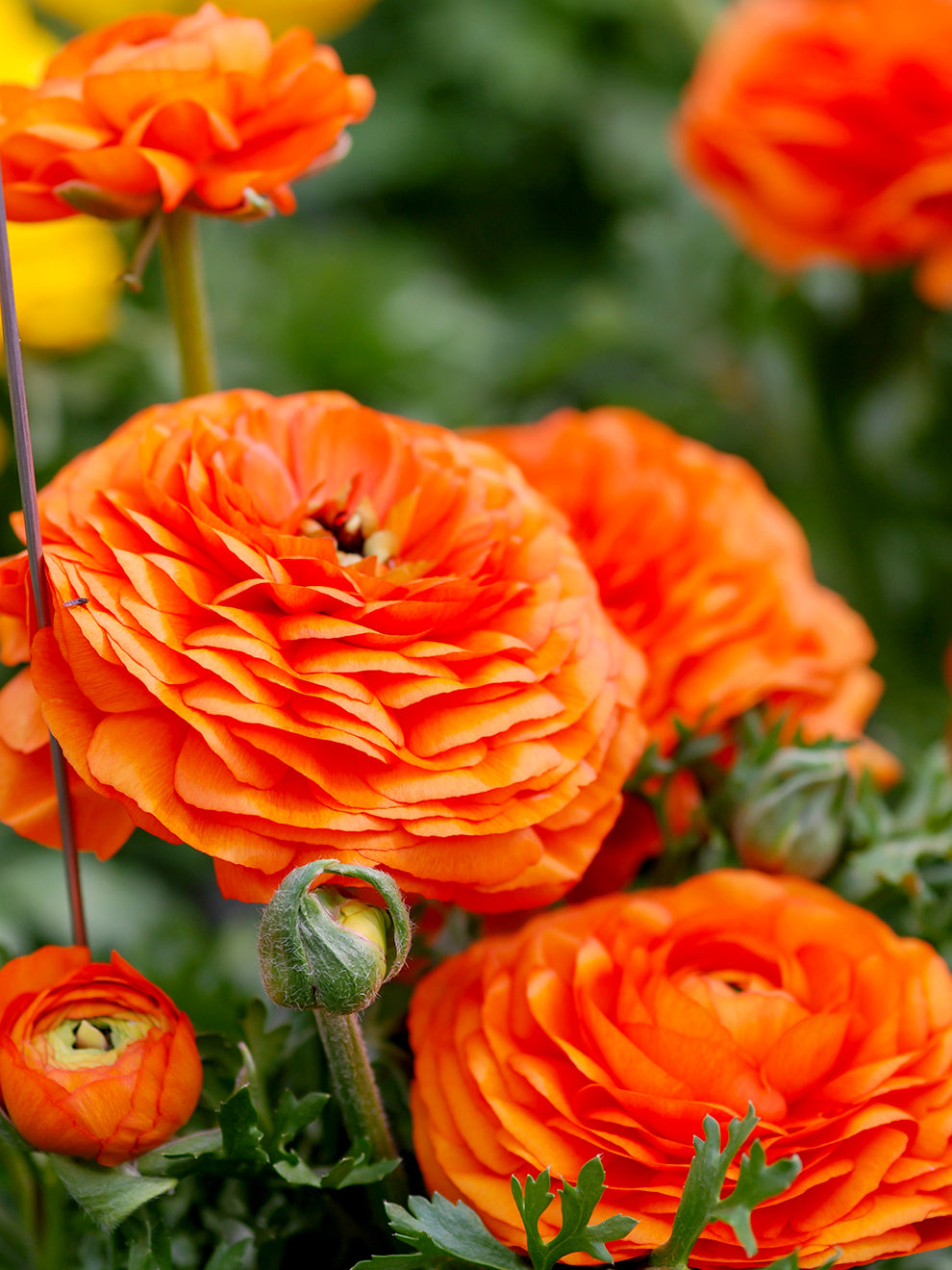 Rannunculus Rococo Champ Orange Ranunculus Bouquet