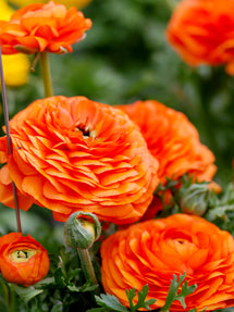 Ranunculus Sunset