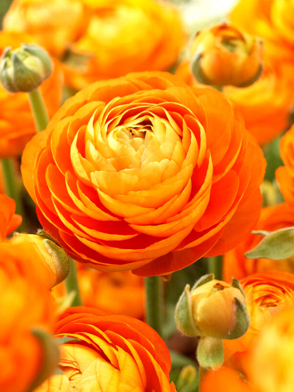 Orange Ranunculus Bulbs Sunset