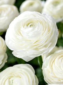 Ranunculus White