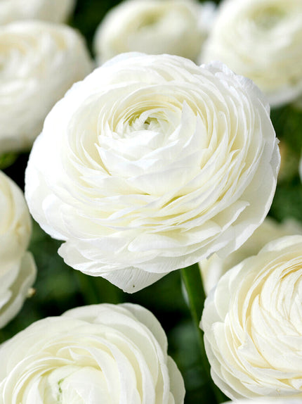 Ranunculus Bulbs (Buttercups) - DutchGrown™