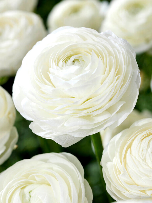 Ranunculus White Bulbs