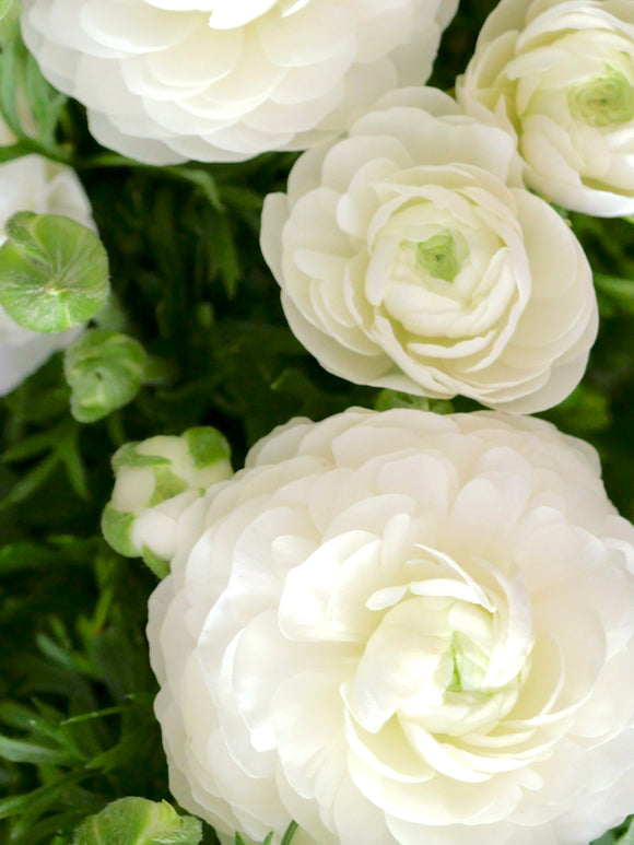 White Ranunculus Bulbs