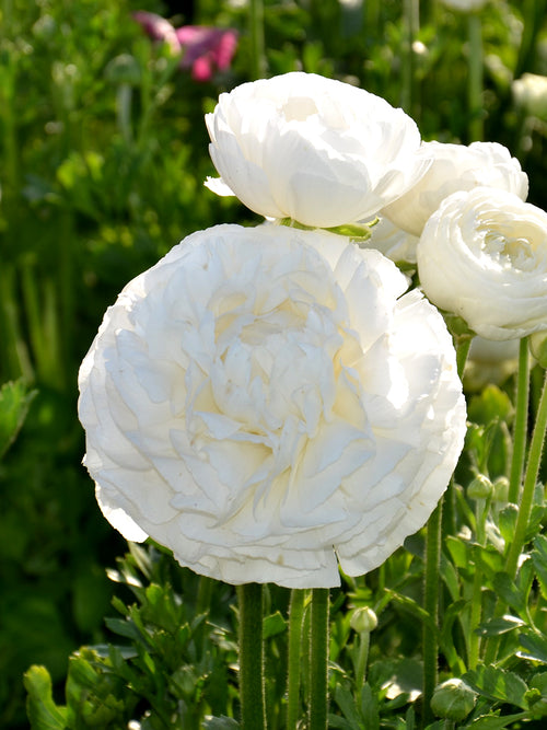 White Ranunculus Bulbs Top Size