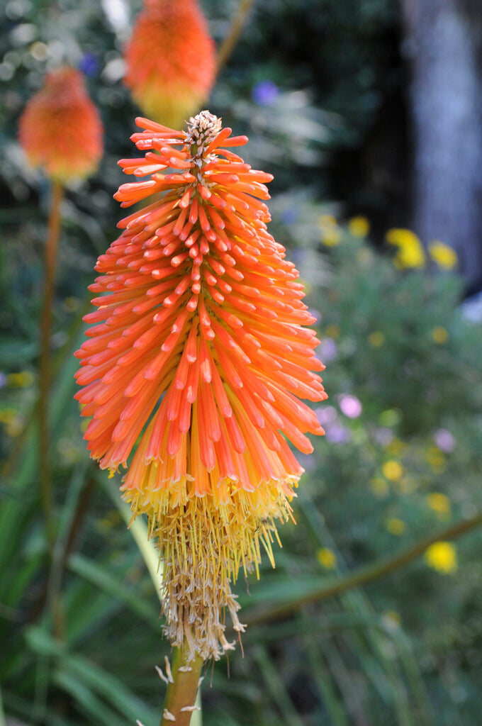 red hot poker plant in pots Red Hot Poker Uvaria - Kniphofia Uvaria