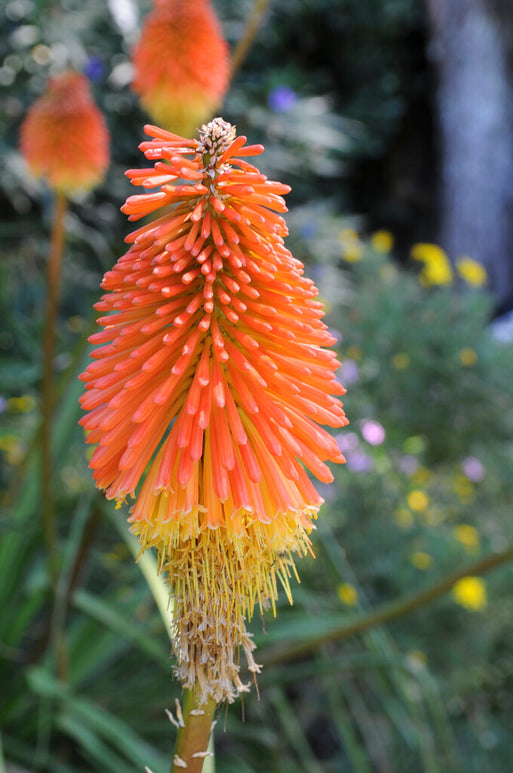 Red Hot Poker - Bare Root Perennial 