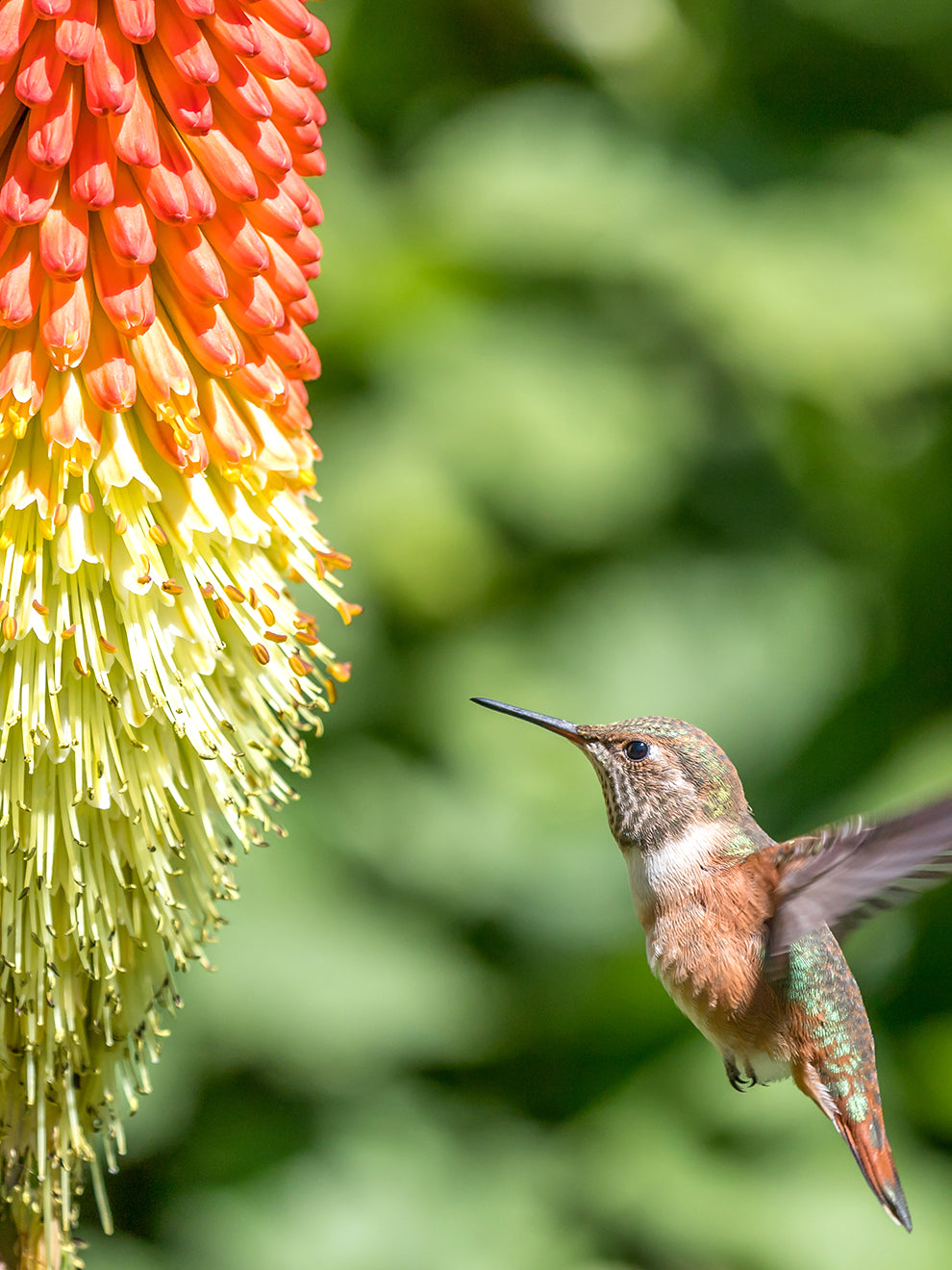 planting red hot poker seeds Red Hot Poker Uvaria - Kniphofia Uvaria